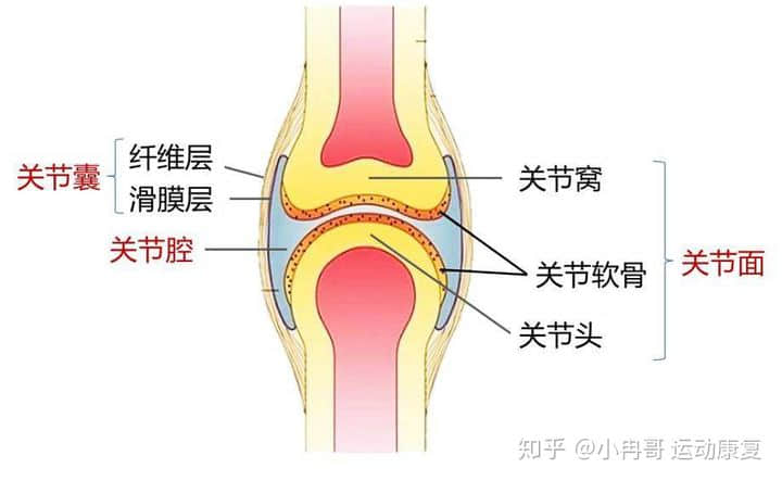 膝痛膝腫膝難受，患上滑膜炎怎么辦？