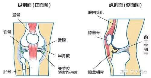 拍片子顯示髕骨軟化了，髕骨在哪里？