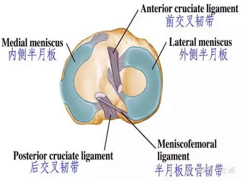 半月板損傷怎么辦？